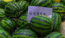 相约七夕免费吃瓜,相约免费瓜果盛宴